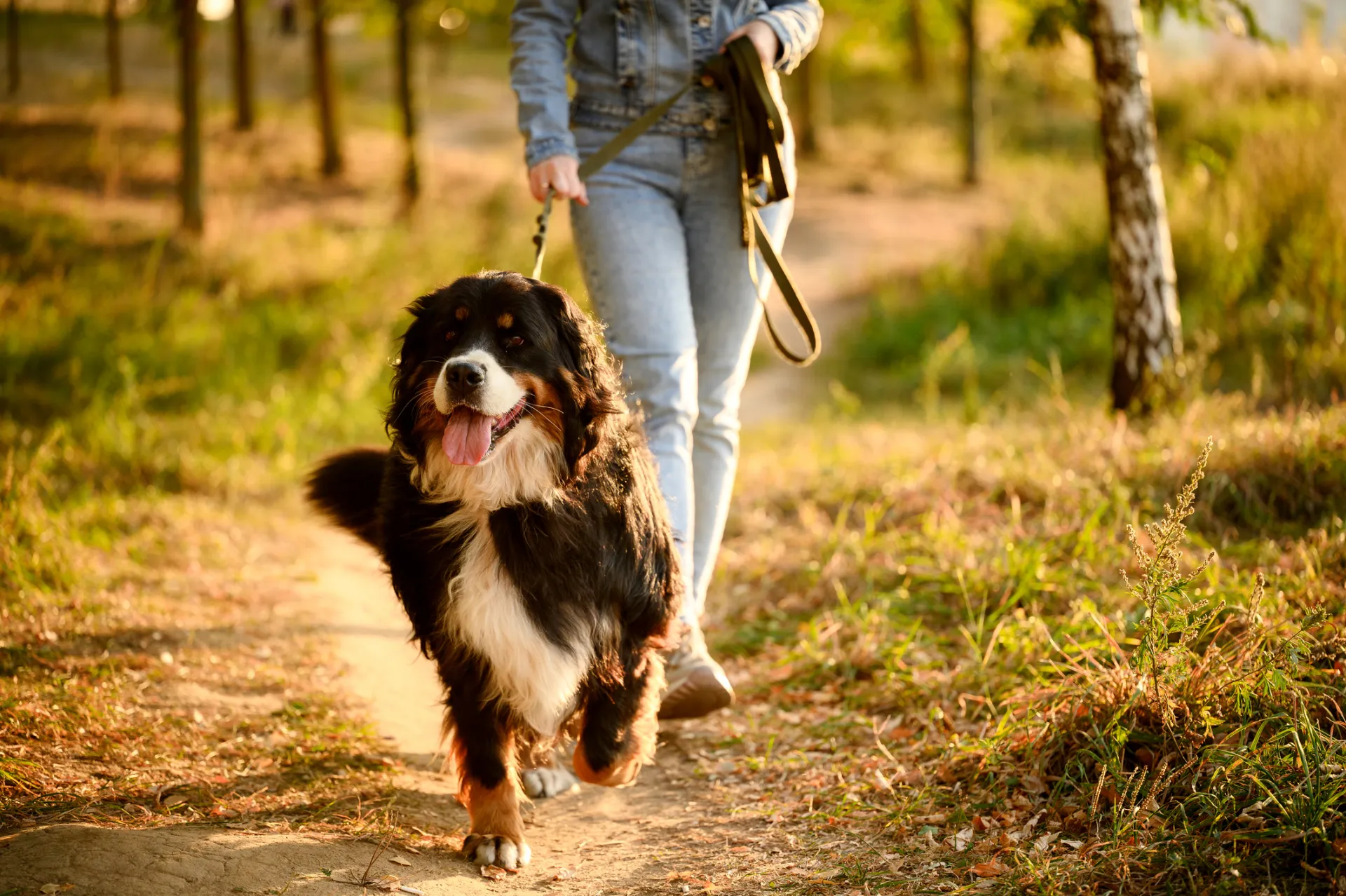 séjour avec un chien