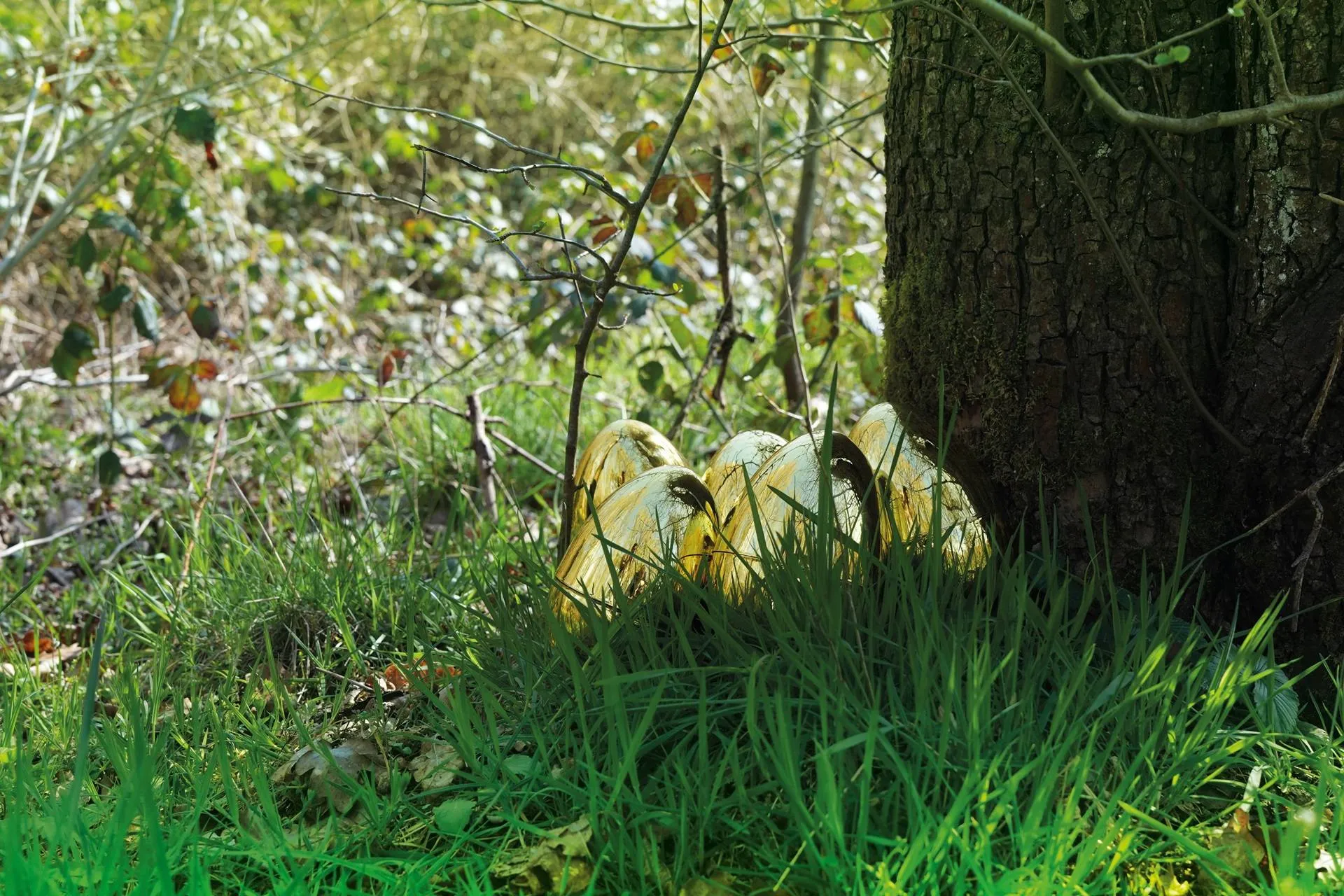 Préparez vous pour une chasse aux œufs d’or grandeur nature !