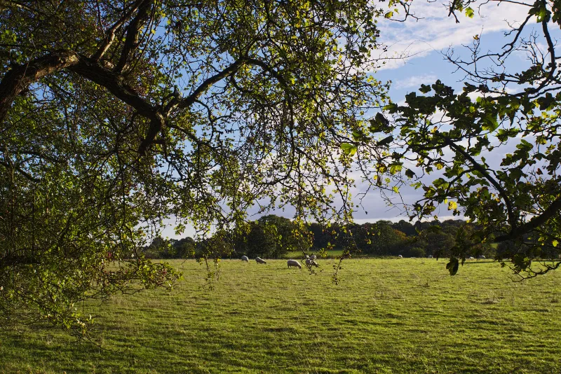 Le chemin du Chevreuil